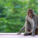 A monkey sits outside the Taj Mahal.